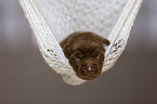 Labrador Retriever Puppy