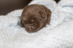 Labrador Retriever Puppy