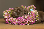 Labrador Retriever Puppy