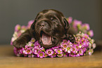 Labrador Retriever Puppy