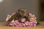 Labrador Retriever Puppy
