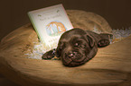 Labrador Retriever Puppy