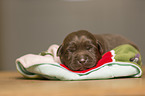 Labrador Retriever Puppy