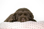 Labrador Retriever Puppy
