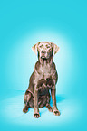 sitting Labrador Retriever