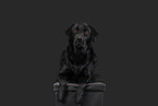 lying Labrador Retriever