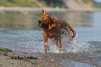 young Labrador Retriever