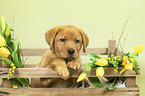 Labrador Retriever Puppy