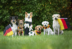 6 dogs