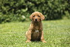 sitting Labrador Retriever Puppy