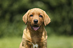 Labrador Retriever Puppy Portrait