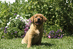 sitting Labrador Retriever Puppy
