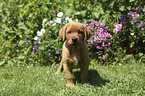 standing Labrador Retriever Puppy