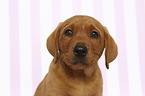 Labrador Retriever Puppy Portrait
