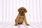 sitting Labrador Retriever Puppy