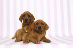 lying Labrador Retriever Puppy