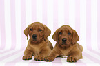 lying Labrador Retriever Puppy