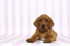 lying Labrador Retriever Puppy
