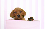 Labrador Retriever Puppy in Box