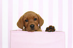 Labrador Retriever Puppy in Box