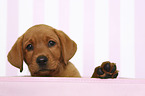 Labrador Retriever Puppy in Box