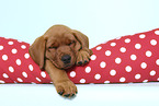 sleeping Labrador Retriever Puppy