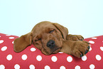 sleeping Labrador Retriever Puppy