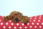 sleeping Labrador Retriever Puppy