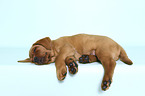 sleeping Labrador Retriever Puppy