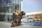 Labrador in the city
