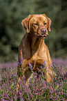 standing Labrador Retriever