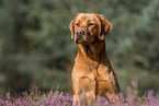 sitting Labrador Retriever