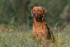 sitting Labrador Retriever