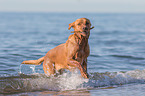 Labrador Retriever at the sea