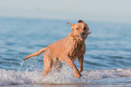 Labrador Retriever at the sea
