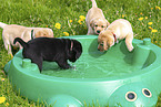 Labrador Retriever Puppies