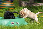 Labrador Retriever Puppies
