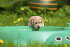 Labrador Retriever Puppy