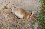 Labrador Retriever Puppy