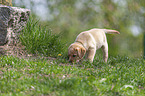 Labrador Retriever Puppy
