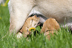 Labrador Retriever Puppies