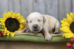 lying Labrador Puppy