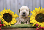 Labrador Puppy