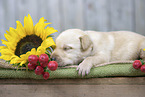 lying Labrador Puppy