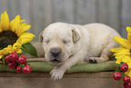 lying Labrador Puppy