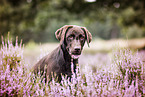 Labrador Retriever Portrait