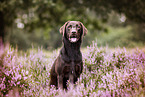 sitting Labrador Retriever