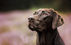 Labrador Retriever Portrait