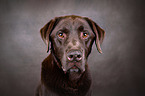 Labrador Retriever portrait