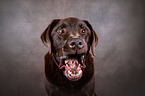 Labrador Retriever portrait